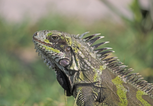 A new melanistic endemic iguana from Saba and Montserrat islands ...